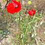 papaver somniferum 0006 (Papaver somniferum (Opium poppy))