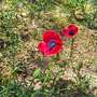 papaver somniferum 005 (Papaver somniferum (Opium poppy))