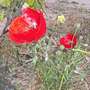 papaver somniferum 0005 (Papaver somniferum (Opium poppy))