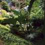 Gunnera tinctoria Chilean Rhubarb Giant Foliage plant