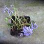 Mystery plant. Synthyris stellata  (Synthyris stellata)