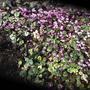 Cyclamen coum Winter cyclamen (Cyclamen coum (Cyclamen))