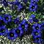 Gentian acaulis (Gentian acaulis)