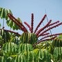 Schefflera actinophylla ( umbrella tree ) (Schefflera actinophylla (Australian Ivy-palm))