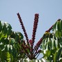 Schefflera actinophylla ( umbrella tree ) (Schefflera actinophylla (Australian Ivy-palm))