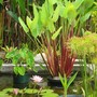section of pond
