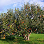 Family apple tree