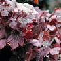 This is a purple leafed Grape Vine.