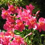 Alstoemaria  hybrid (Alstroemeria ligtu (Peruvian lily))