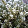 Frosty Heather