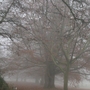 Misty murky day at Normanby