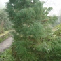 Japanese Cedar? for Gardeningfriend (Japanese Red Cedar)
