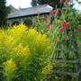 Herb_gdn_gold.rod_Sweet_Pea_2008_001__40_.jpg