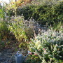 bigbedfirstfrost