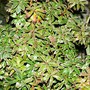 Pieris - Little heath (Pieris)