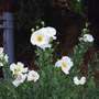 Romneya coulteri  Matilija Poppy  (Romneya coulteri)