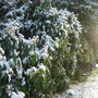 Christmas Box Hedge