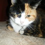 My Cats