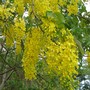 Cassia fistula (Cassia fistula)