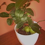 Citrus La Valette