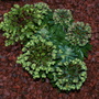 Euphorbia - Red Wing (Euphorbia  - Red wing)