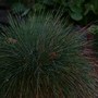 Festucha Elija Blue (Festuca Elijah Blue)