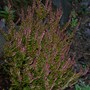 Heather magenta in colour (Calluna vulgaris bonita (Heather))