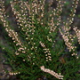 Heather Silver rose (Calluna vulgaris Silver rose (Heather))