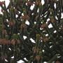 Monkey_puzzle_tree