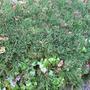 Vancouveria and its affect amongst small shrubs. (Vancouveria planipetala)