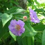 Lagerstroemia