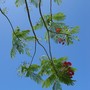 Delonix regia (Delonix regia)