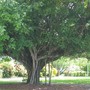 The banjan (Ficus virens)