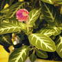 Little ruellia (Ruellia makoyana)