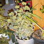Berggarten sage (Salvia officinalis (Common sage))