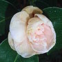 Camellia japonica 'Marguerite Guillon'