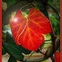 grape leaf