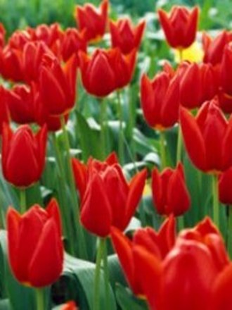 Tulips