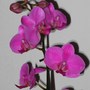 Another birthday orchid.