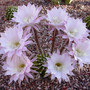 Echinopsis "Easter Lily" (Echinopsis)