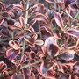 Coprosma