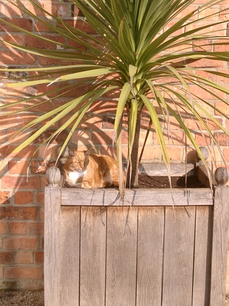 Ginger in the Winter Sun