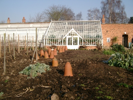Rhubarb pots (Rhubarb)
