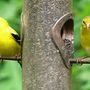 American (and Canadian) Goldfinch for PottyGardener