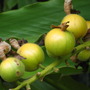 ginger fruit