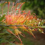 Grevillea Ned Kelly (Grevillea Ned Kelly)