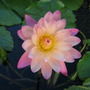 water lily