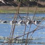 Pelicans