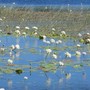 water lilies emerge