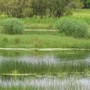 A haven for waterbirds